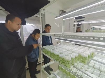 農(nóng)作物種子企業(yè)運(yùn)行規(guī)范 扎實(shí)展開研產(chǎn)與農(nóng)業(yè)服務(wù)監(jiān)督核查