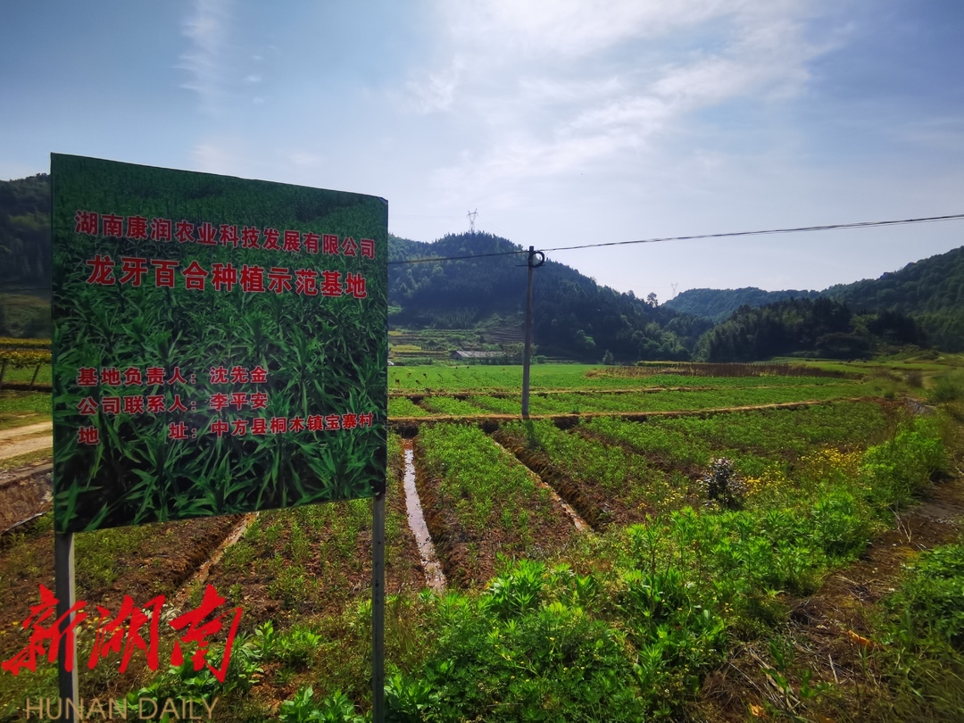 希望的田野|小百合，大產(chǎn)業(yè)——湖南康潤農(nóng)業(yè)助力中方縣中藥材生產(chǎn)產(chǎn)業(yè)化